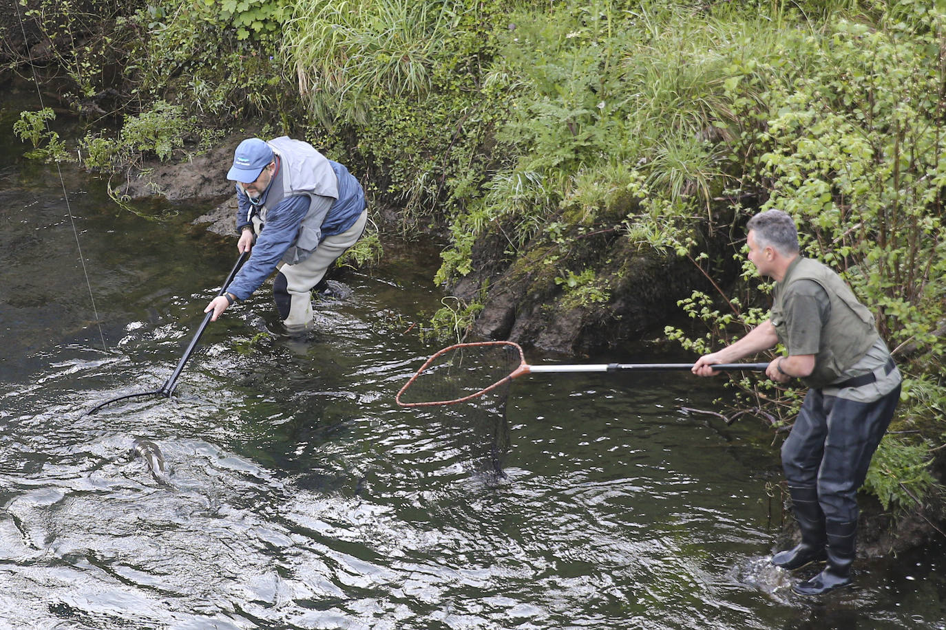 El campanu de Asturias sale en el río Narcea