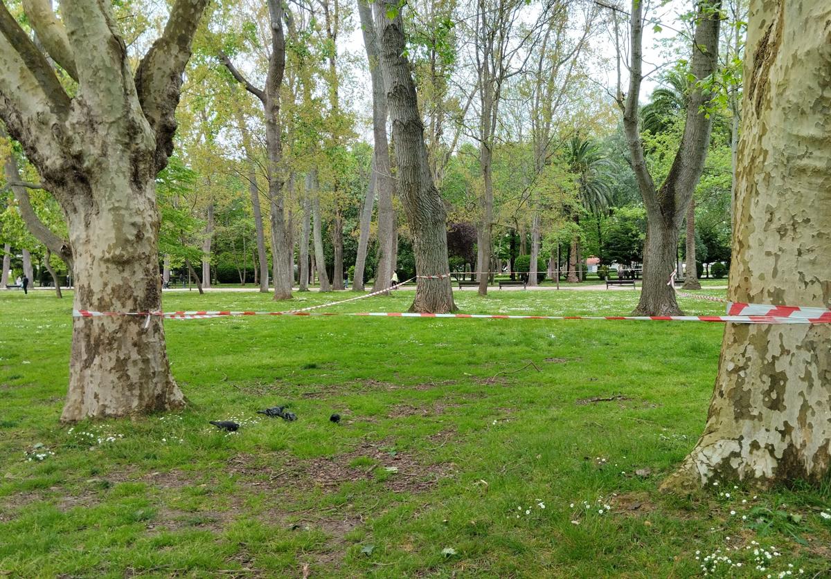 Imagen principal - Arbolado encintado en el frente de Torcuato Fernández-Miranda. Instalación del Espicha Park, pendiente aún de su derribo. Reborde de piezas de madera que delimita las diferentes áreas de juegos infantiles que se sustituirá por bordillo de granito pulido y redondeado. 