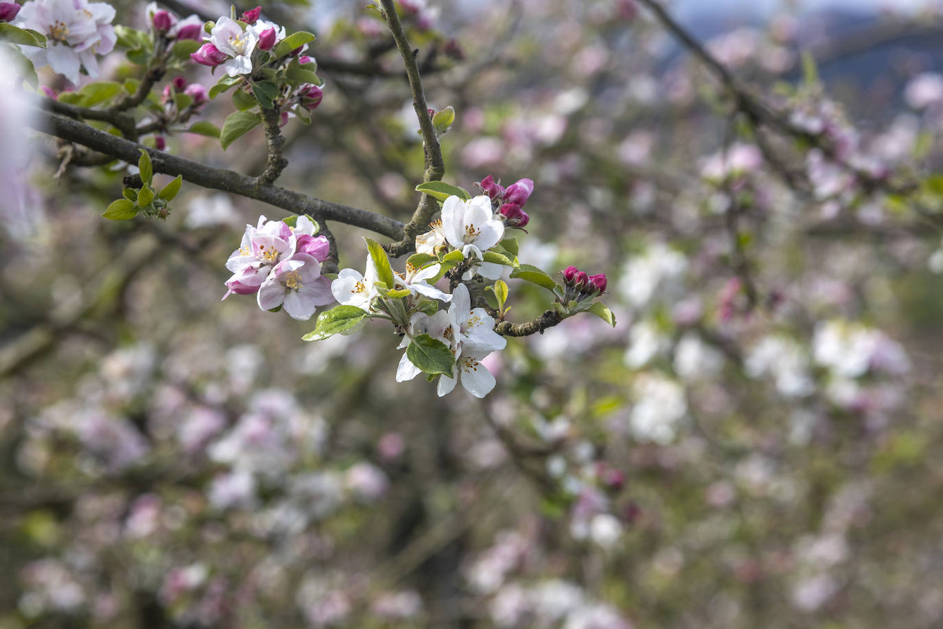 Un paseo entre los manzanos en flor de Asturias