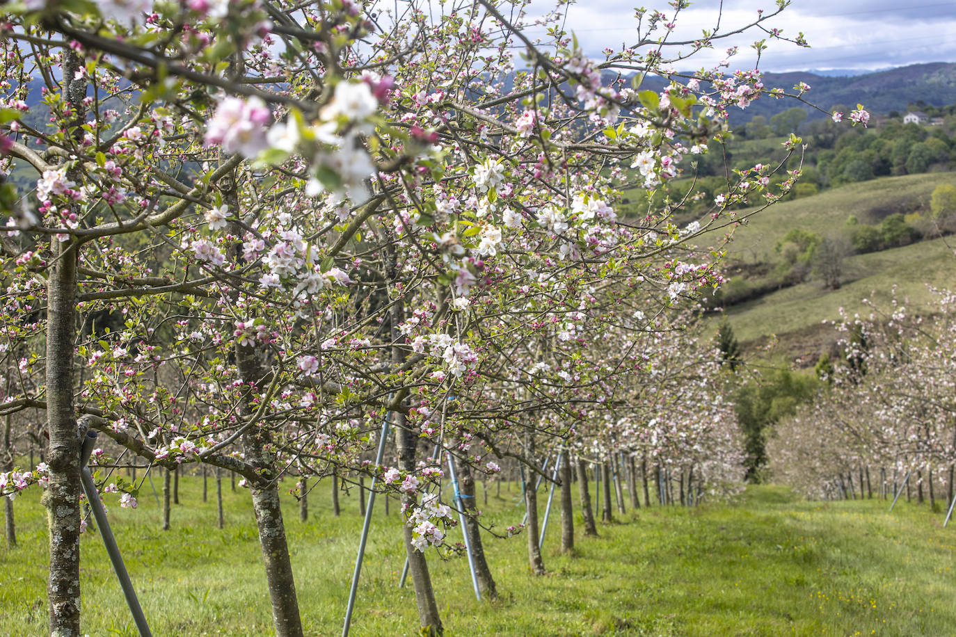 Un paseo entre los manzanos en flor de Asturias