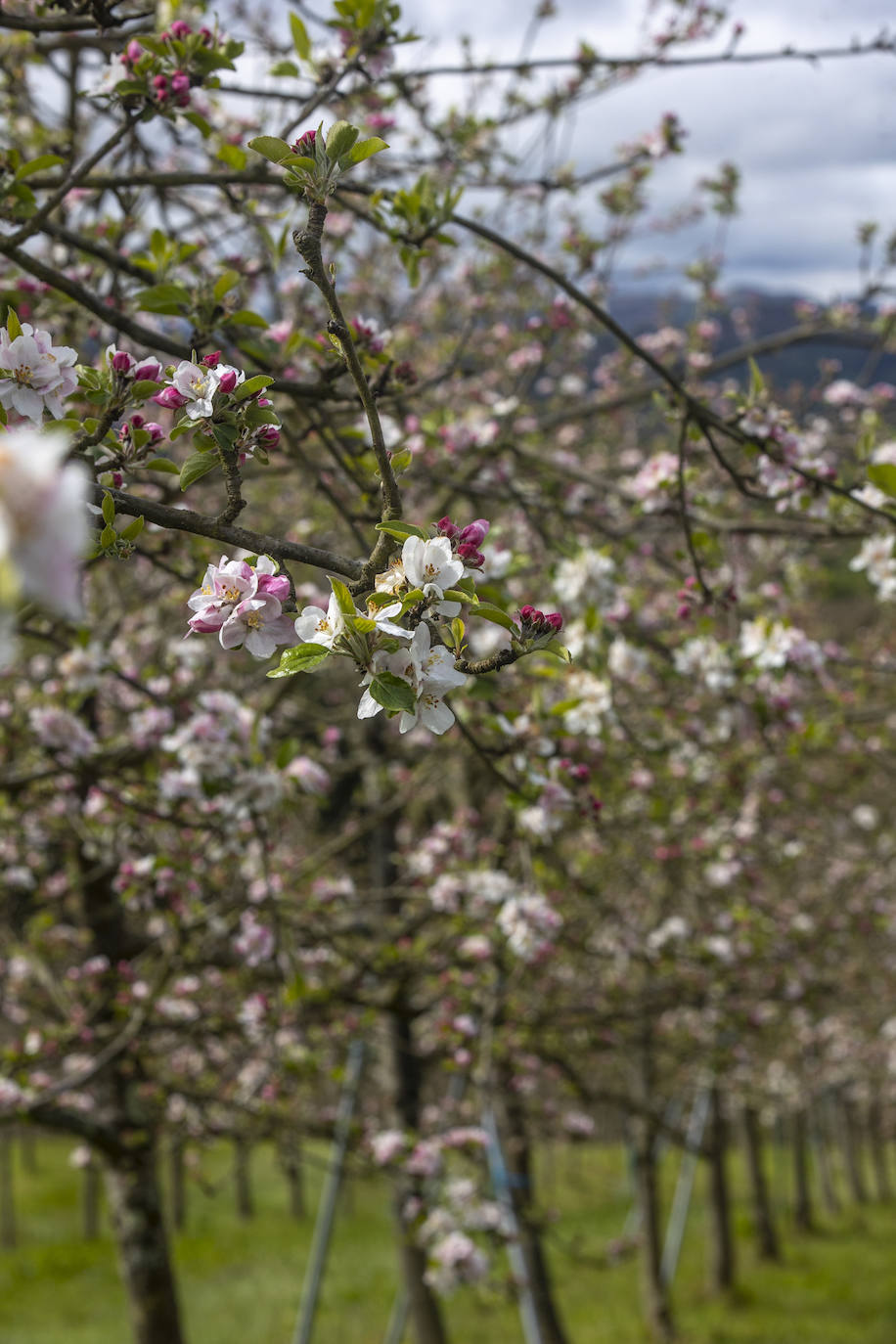 Un paseo entre los manzanos en flor de Asturias