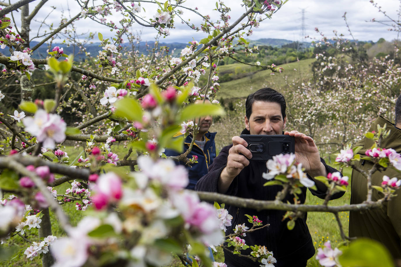 Un paseo entre los manzanos en flor de Asturias