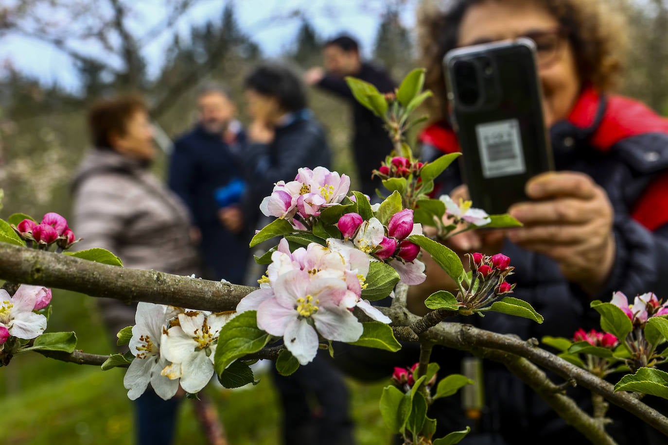 Un paseo entre los manzanos en flor de Asturias