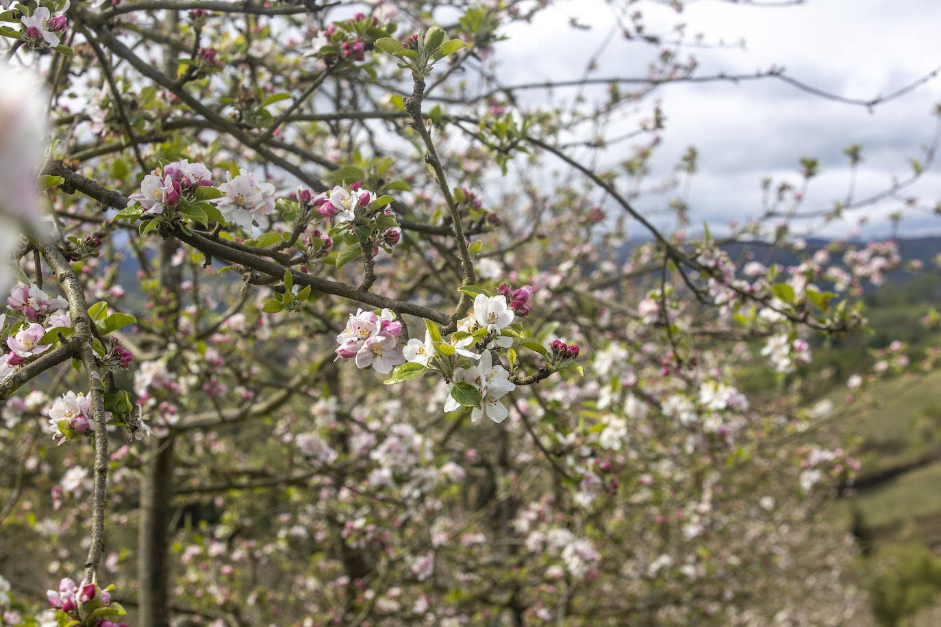 Un paseo entre los manzanos en flor de Asturias