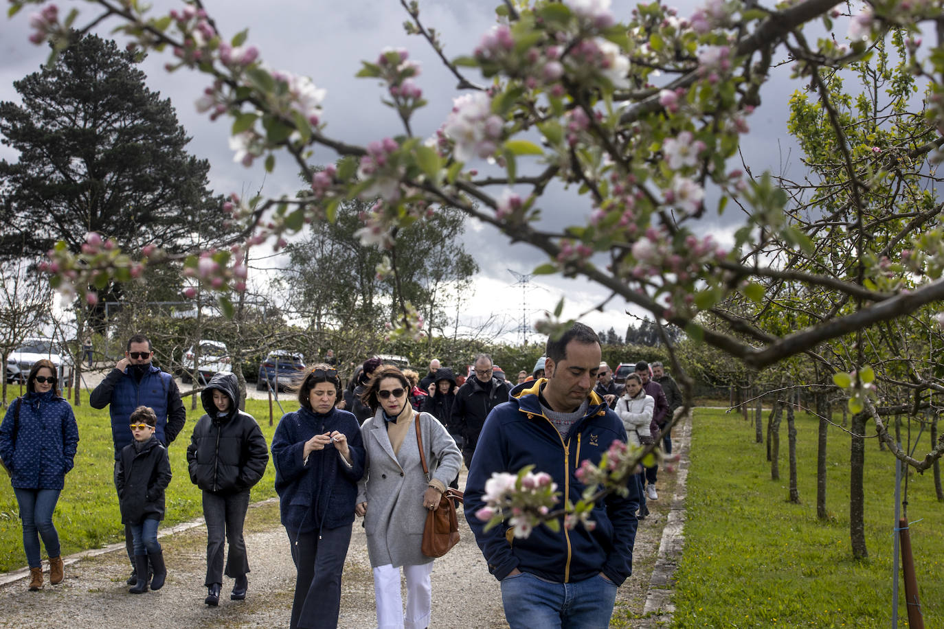 Un paseo entre los manzanos en flor de Asturias