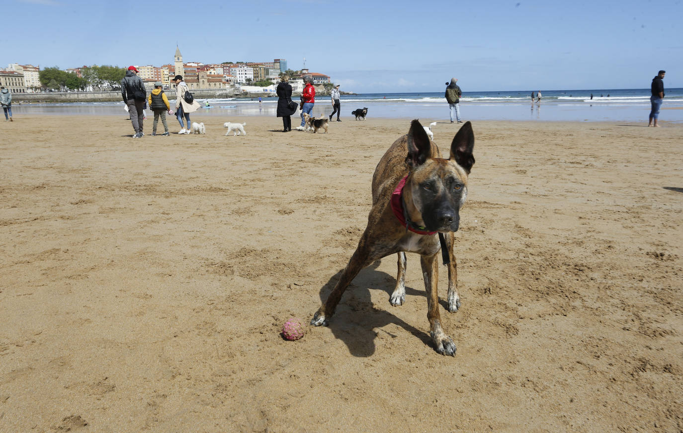 Los perros se despiden de San Lorenzo