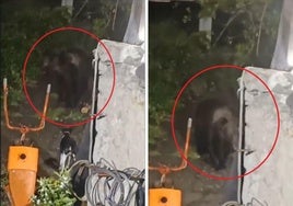 El oso 'Calavera' busca comida en una casa de Yernes y Tameza.