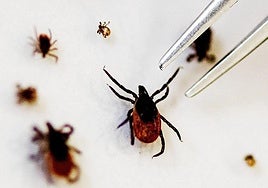 Aspecto de una garrapata fotografíada en primer plano.