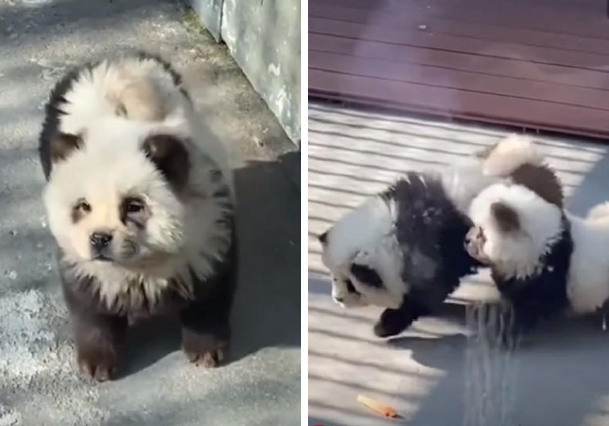 Dos capturas del vídeo de los falsos osos panda que se ha hecho viral.