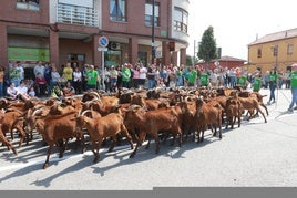 El público llenó las calles durante el recorrido de los animales por las calles de Posada de Llanera.