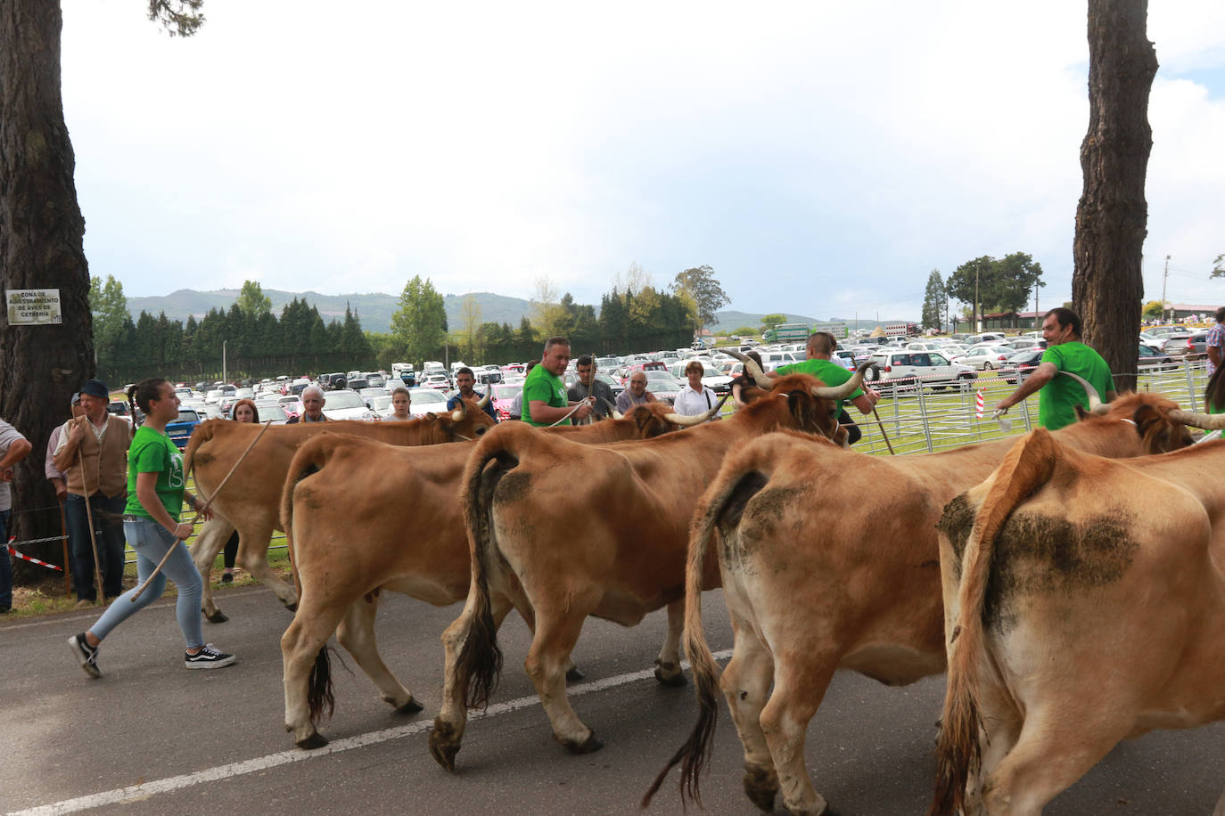 Llenazo en Llanera por la Feria del Ganado