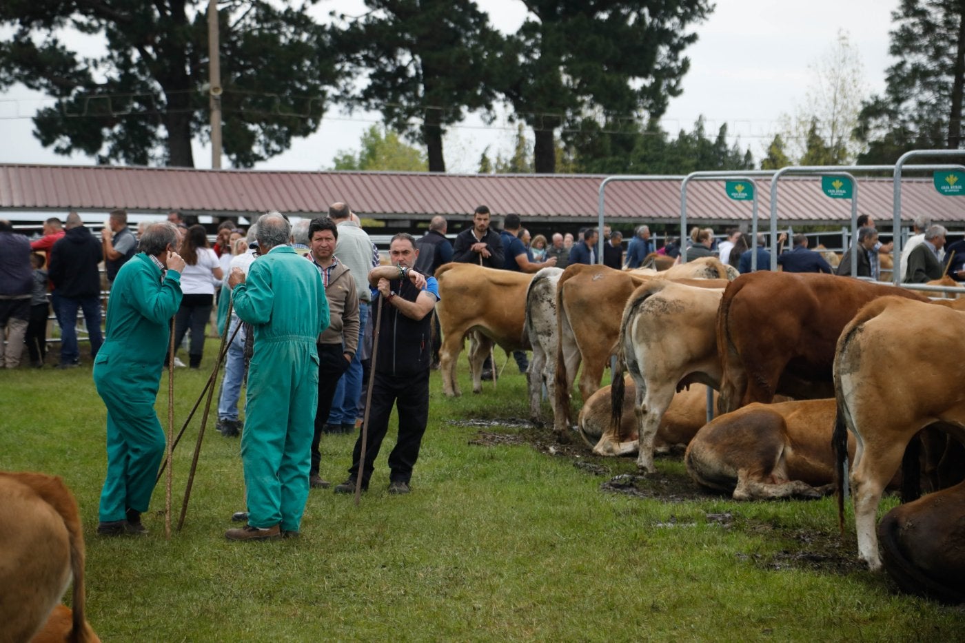 Ganaderos, junto a sus reses, negocian las ventas en el recinto ferial de Ables.