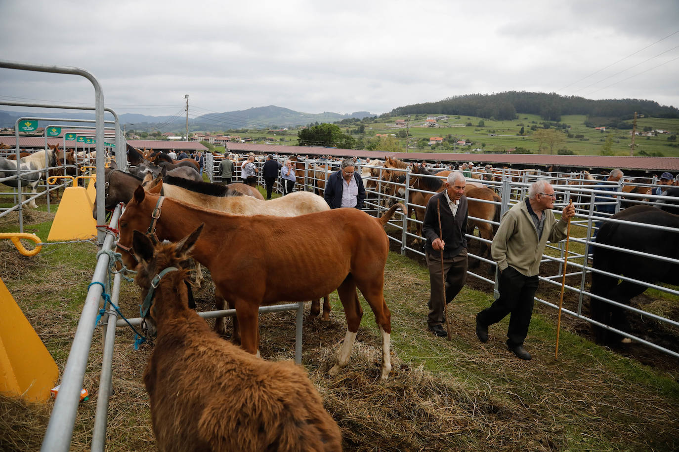 La feria de ganado de Llanera se supera