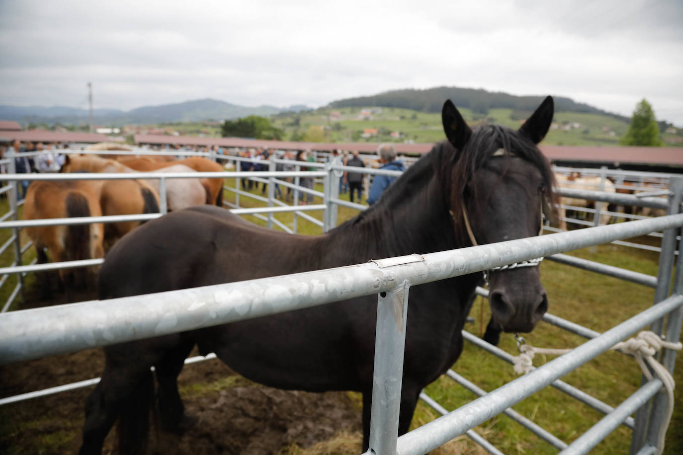 La feria de ganado de Llanera se supera