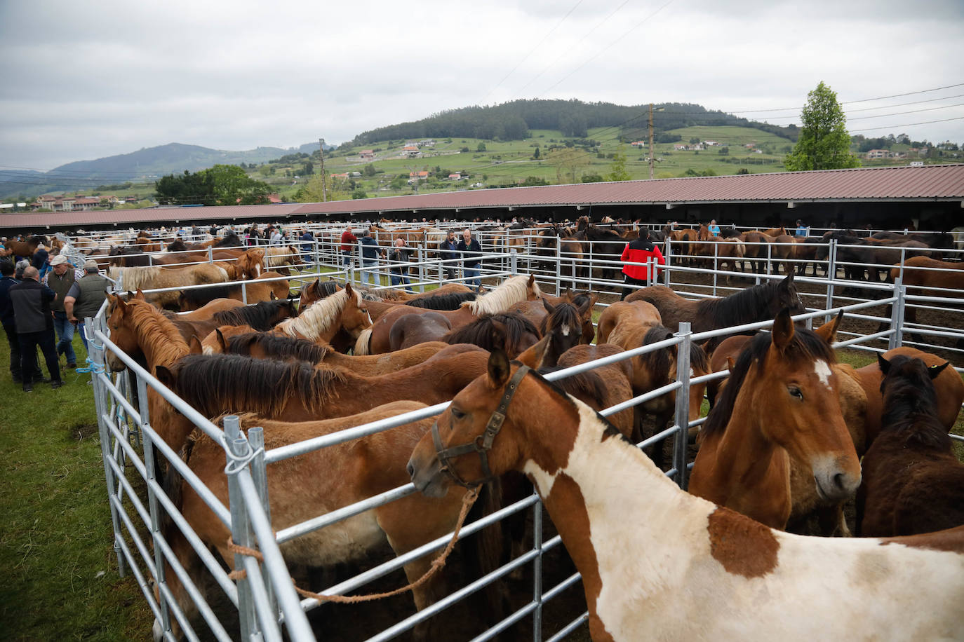 La feria de ganado de Llanera se supera