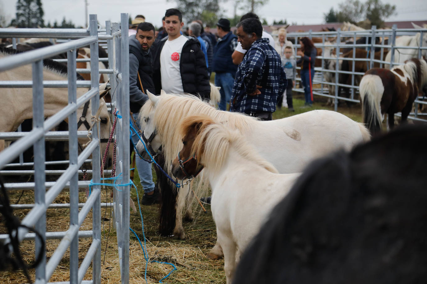 La feria de ganado de Llanera se supera