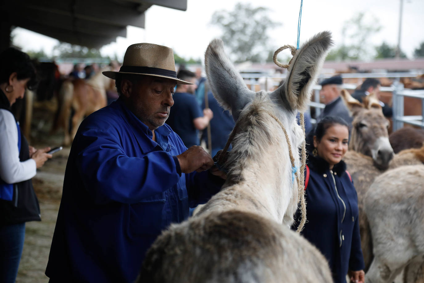 La feria de ganado de Llanera se supera