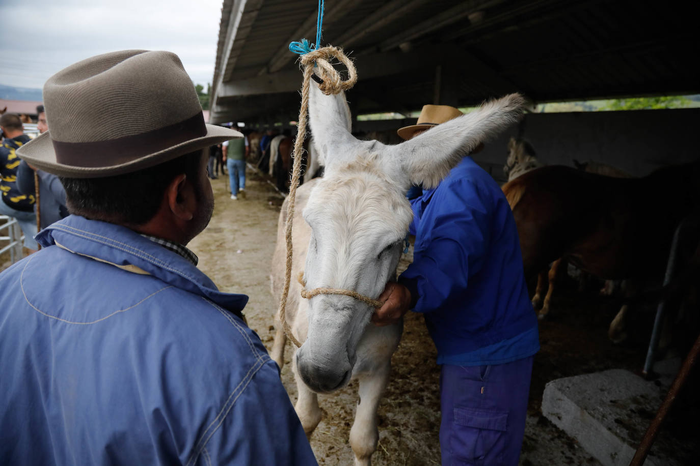 La feria de ganado de Llanera se supera