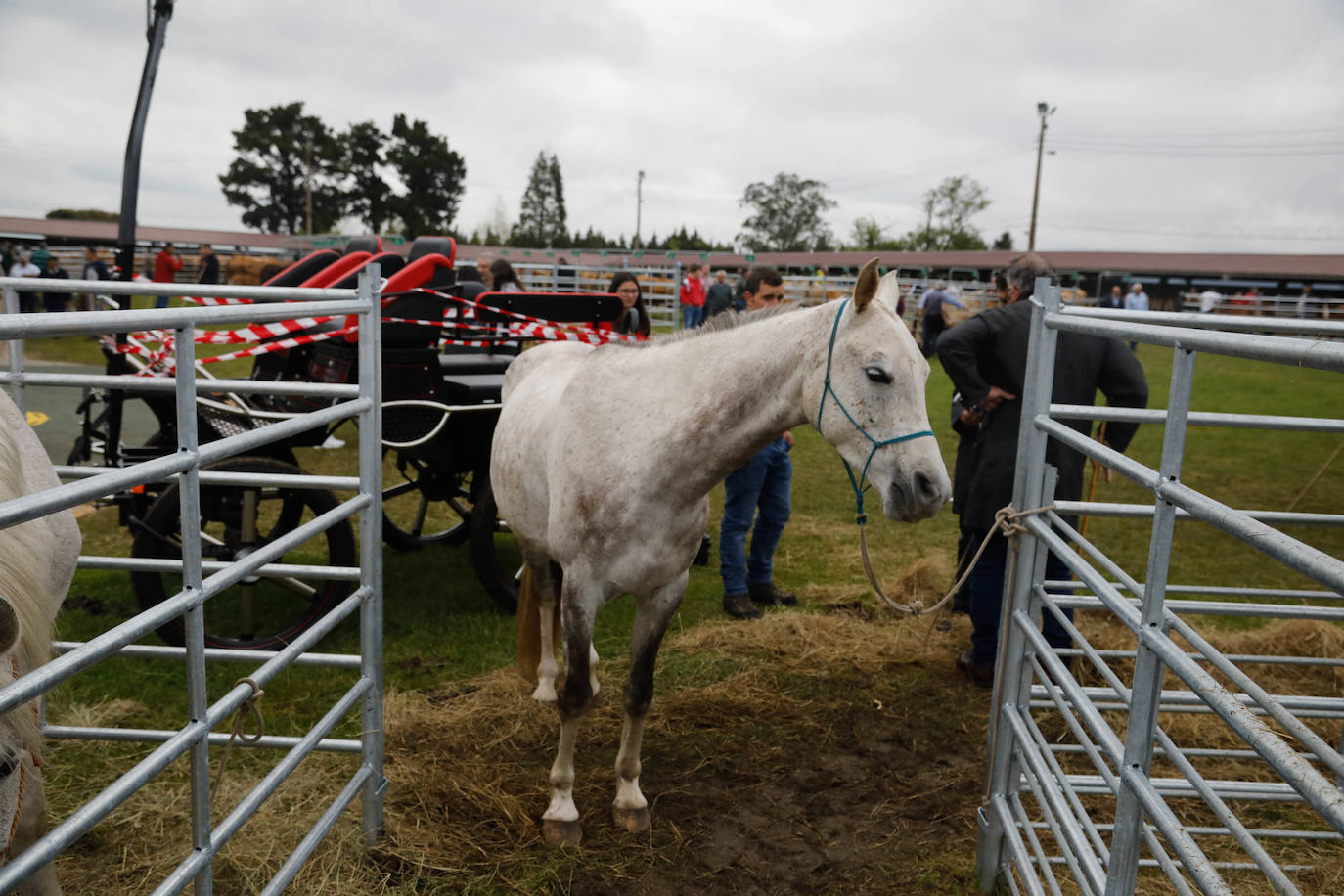 La feria de ganado de Llanera se supera