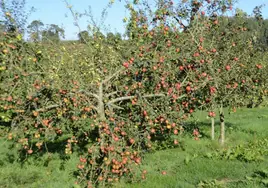 El decálogo de la pomarada sostenible