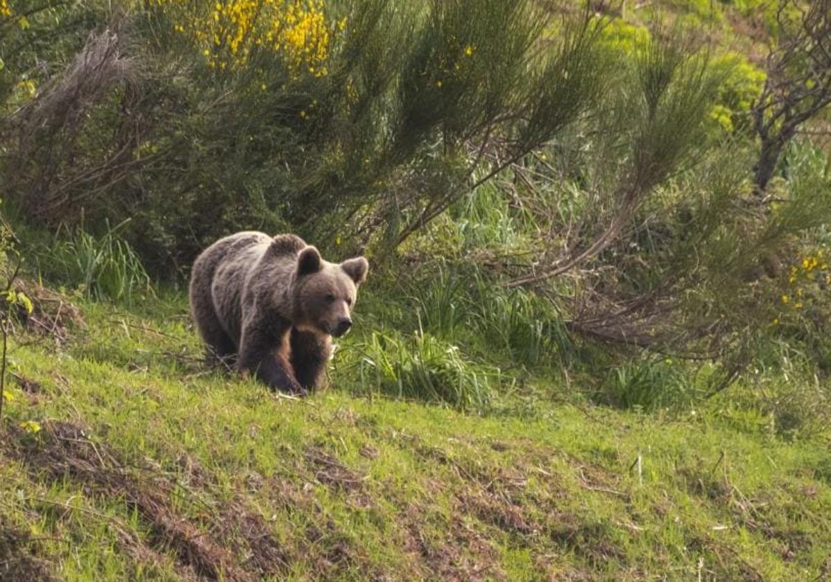 Un oso, en pleno parque de Somiedo.