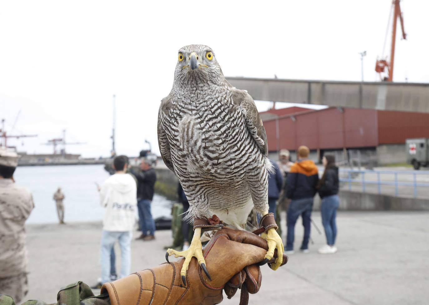 Las Fuerzas Armadas exhiben su potencial en El Musel