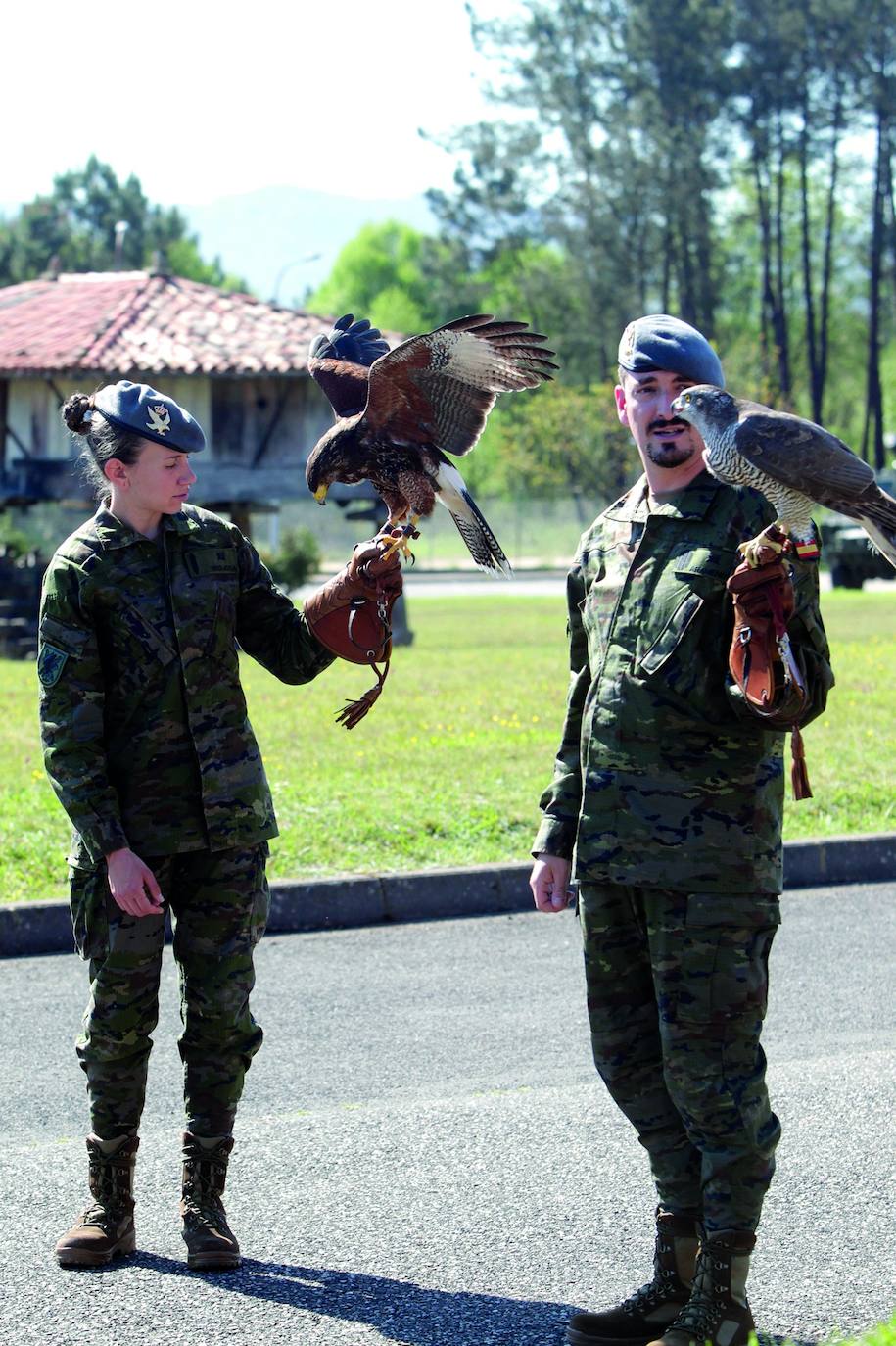 Los cetreros del Regimiento Príncipe nº 3 llevarán a cabo demostraciones con sus aves en el paseo del Bombé, en Oviedo.