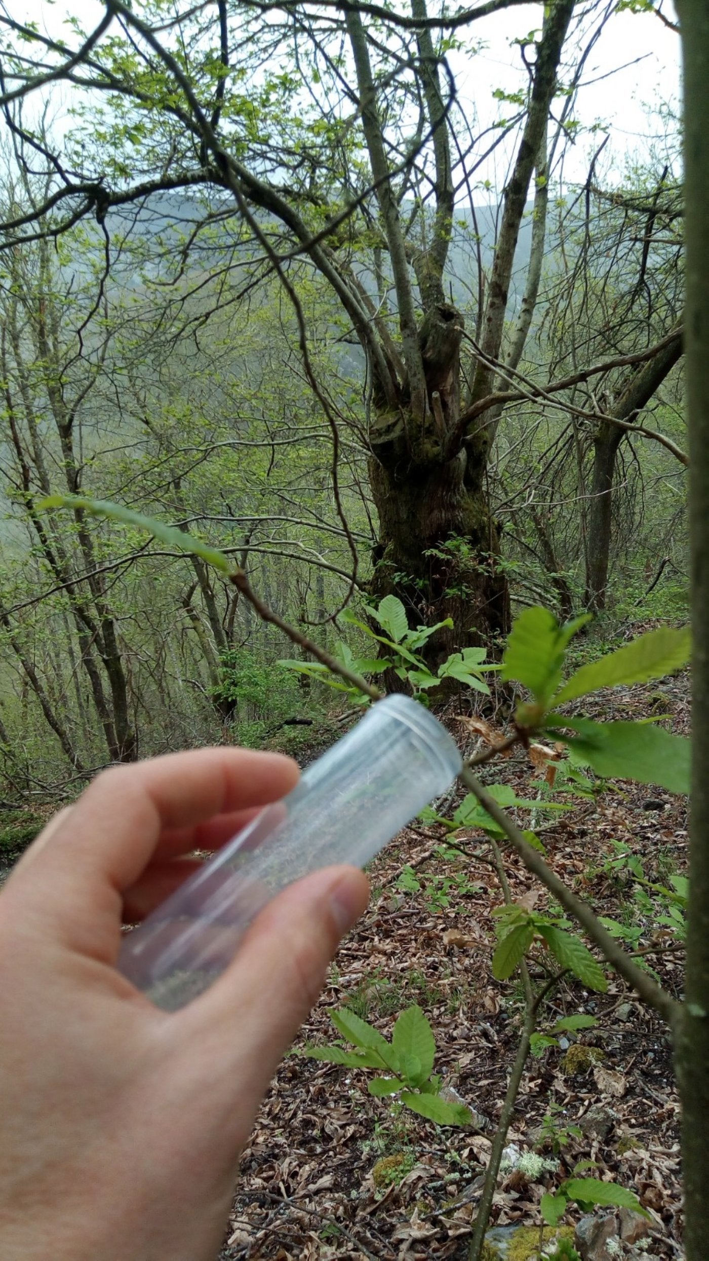 Liberación del insecto que acaba con la avispilla.