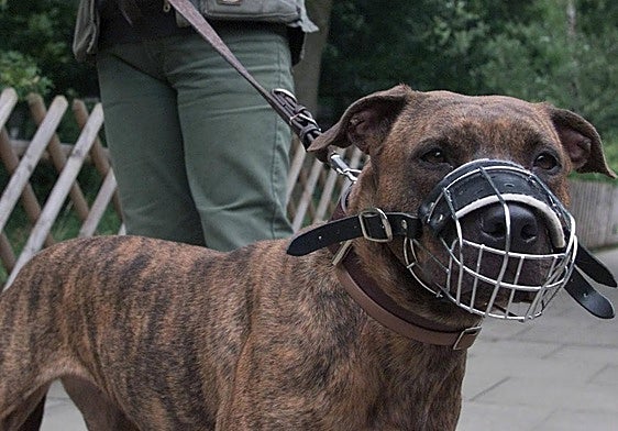 Un perro lleva un bozal.