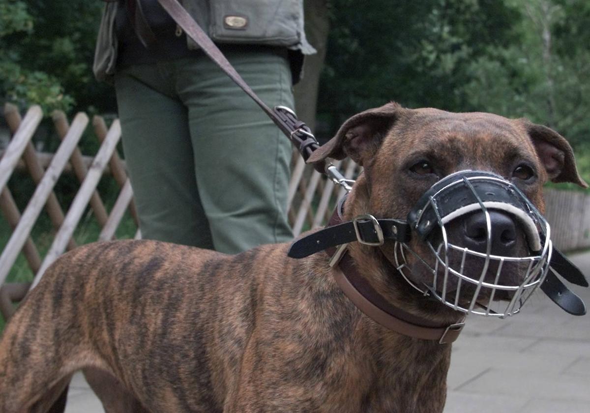 Un perro lleva un bozal.