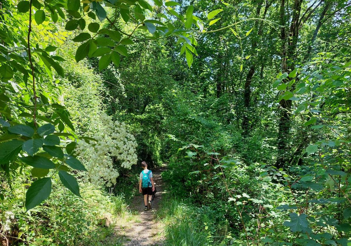 El bosque, el río y la tranquilidad son los protagonistas de esta sencilla ruta por territorios de Piloña