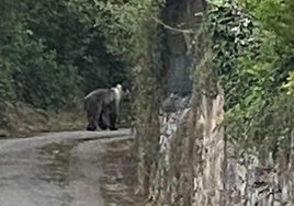 El oso paseando junto al muro de una de las viviendas del pueblo.