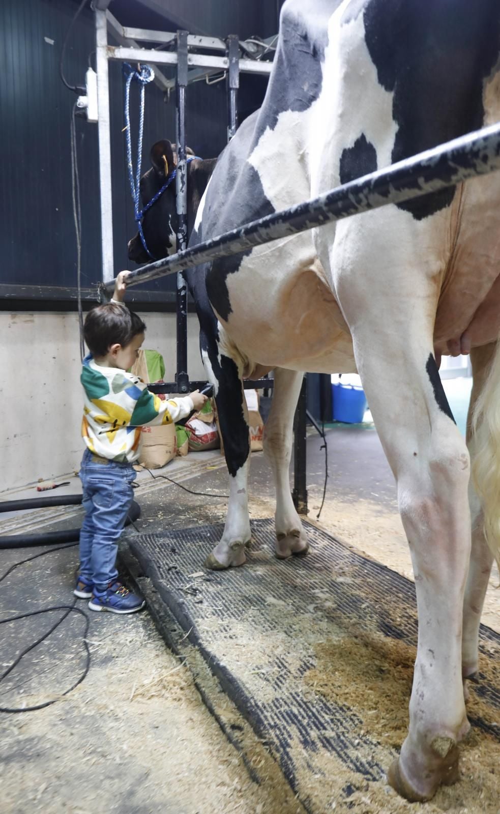 La Feria de San Antonio de Gijón, en imágenes