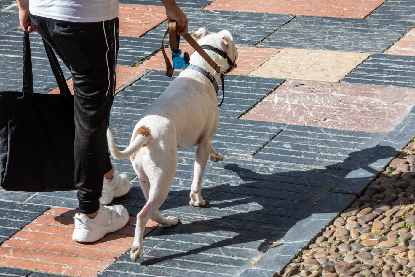 La mayor parte de los propietarios de perros cumplen la normativa y llevan a sus perros por las calles atados y con bozal en aquellos casos que es obligatorio.