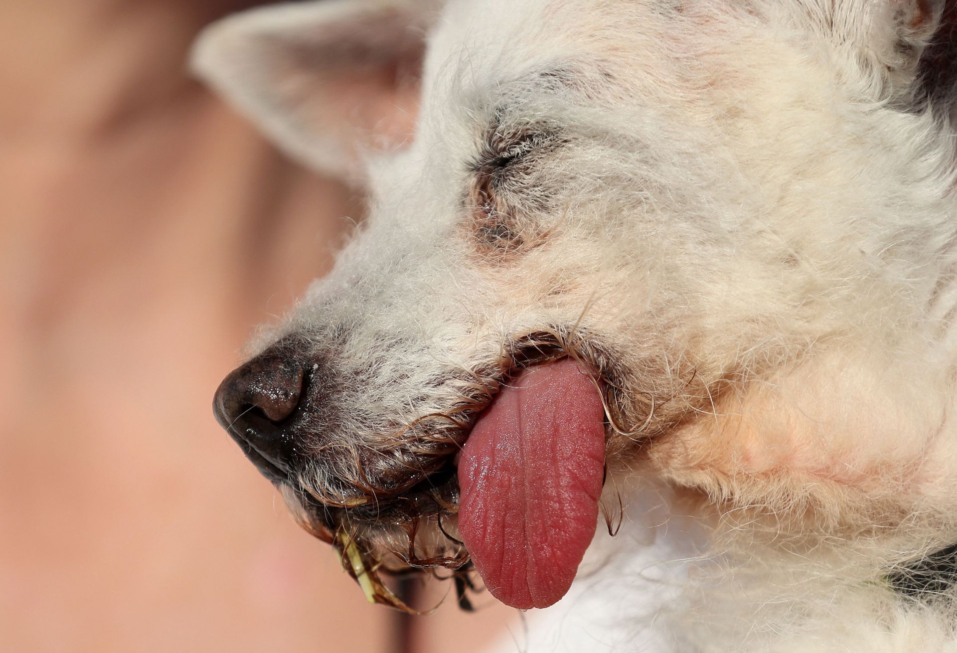 Esta perrita es Daisy Mae