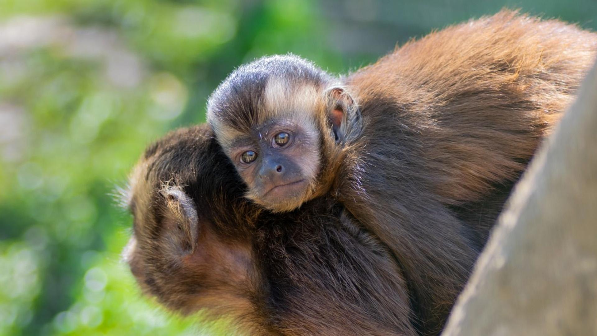 Crece la familia asturiana de monos capuchinos | El Comercio: Diario de ...