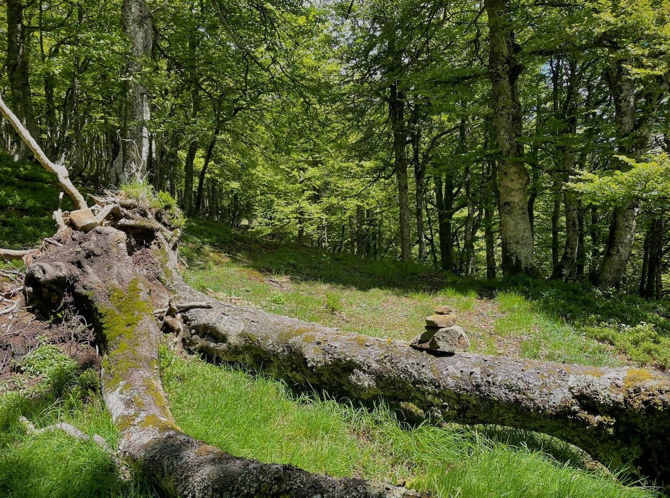 Entre bosques asturianos: los paisajes de la ruta a las cumbres del Maciedome y el Tiatordos