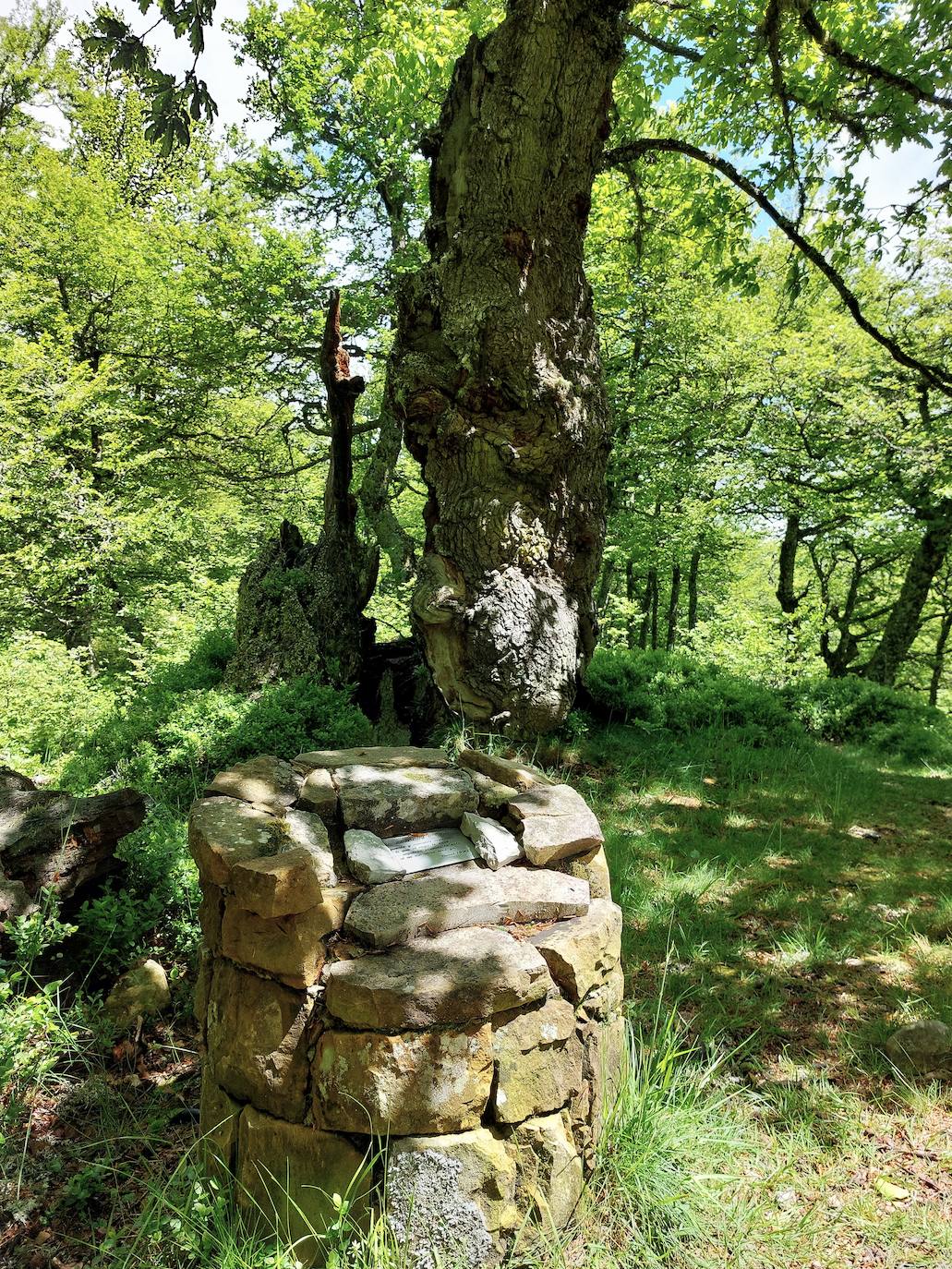 Entre bosques asturianos: los paisajes de la ruta a las cumbres del Maciedome y el Tiatordos