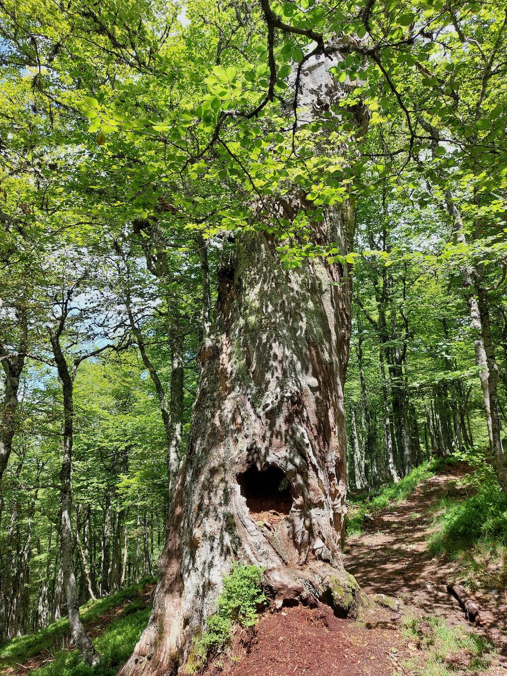 Entre bosques asturianos: los paisajes de la ruta a las cumbres del Maciedome y el Tiatordos