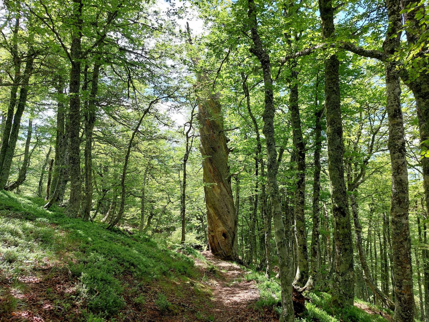 Entre bosques asturianos: los paisajes de la ruta a las cumbres del Maciedome y el Tiatordos