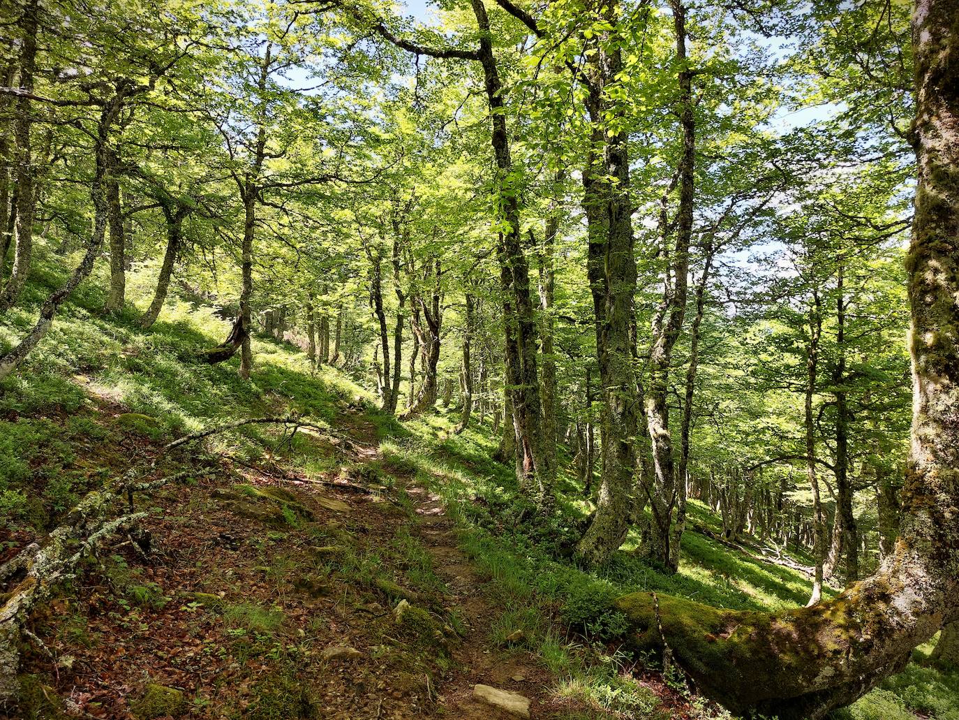 Entre bosques asturianos: los paisajes de la ruta a las cumbres del Maciedome y el Tiatordos