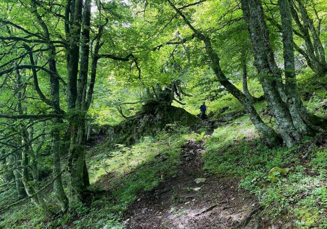 Durante esta ruta el bosque es protagonista junto con las alturas impresionantes del Tiatordos y el Maciedome.