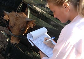 Una veterinaria toma nota del crotal de una res.