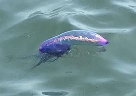 Una carabela portuguesa, en la costa asturiana.