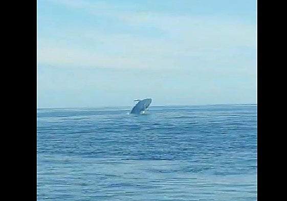 Un grupo de delfines se pasea por la costa de Llanes