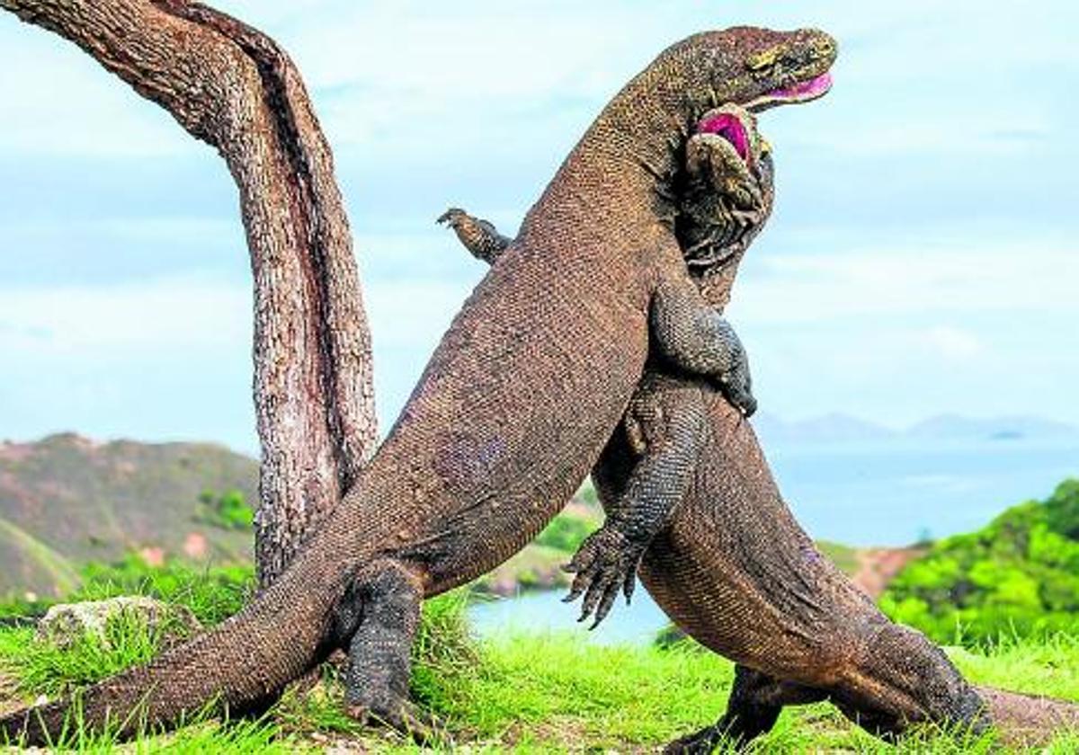 Dos dragones adultos se pelean en la isla indonesia de Komodo.