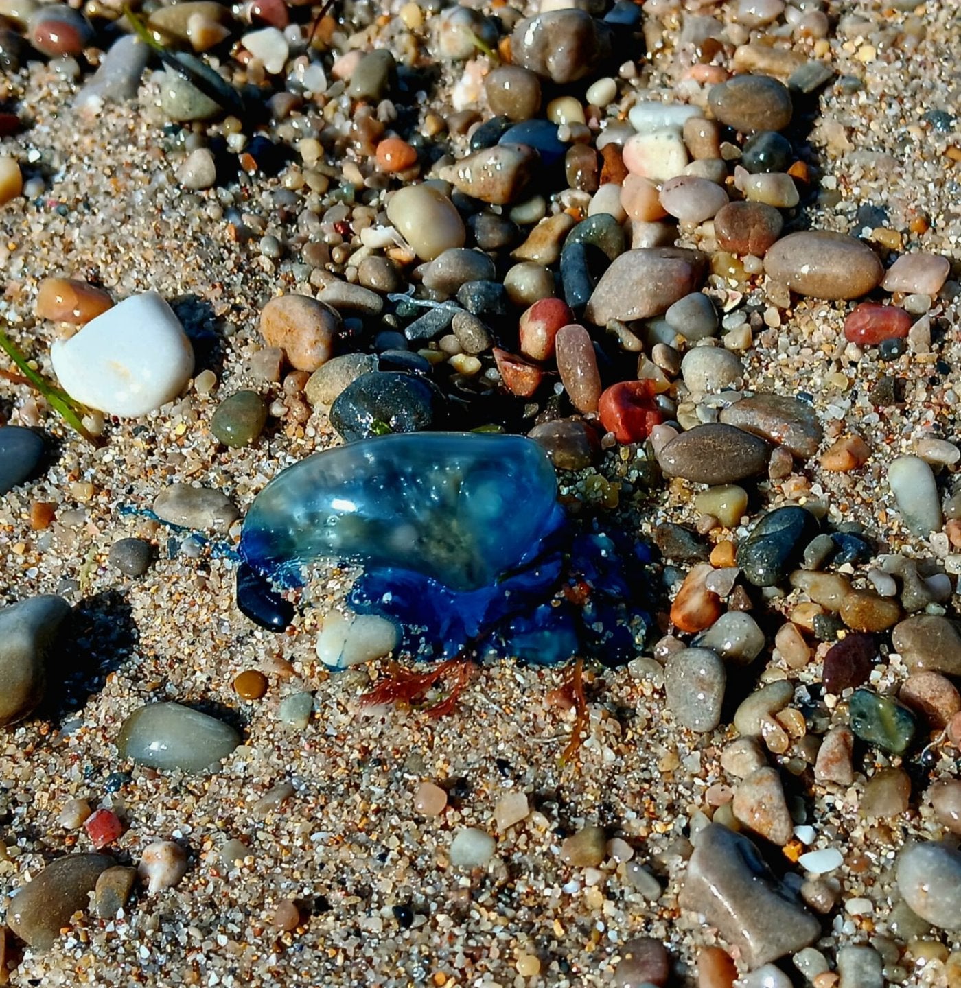 Carabela portuguesa arrastrada a la orilla en la playa de Serín. Las hay de todos los tamaños.