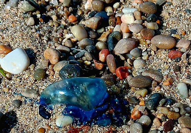Carabela portugesa arrastrada hasta la orilla en Serín.