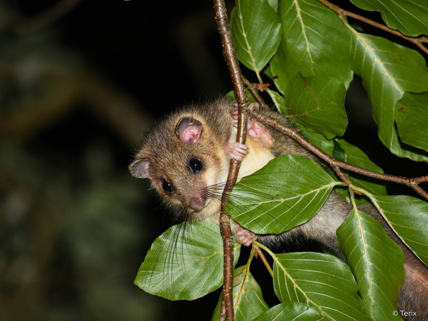 Un lirón gris, una de las muchas especies que se pueden descubrir en el bosque de Redes durante la noche