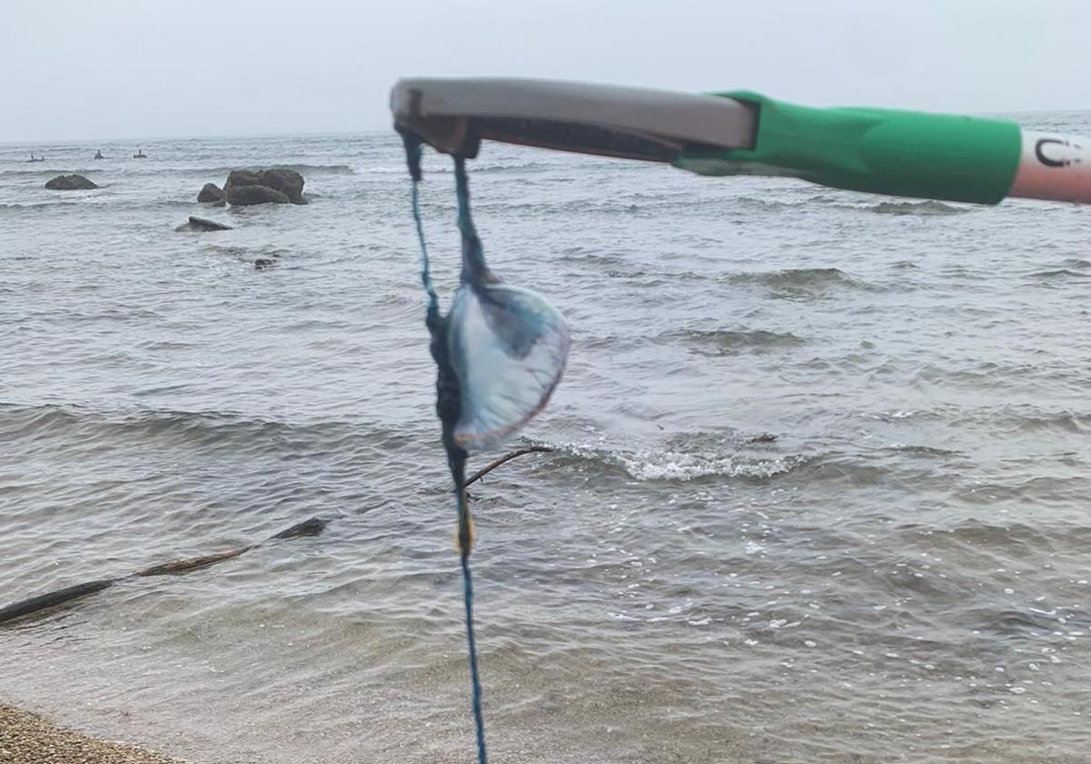 Recogida de carabelas portuguesas en la playa de Peñarrubia.